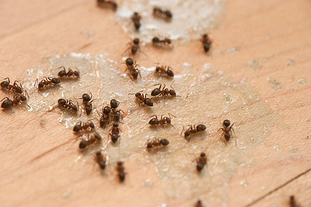 Best Ant Control Services  in Sandwich, IL